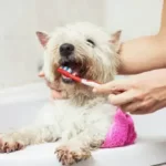 Is It Too Late To Start Brushing Dogs Teeth?