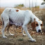 Is Starvation Painful For Dogs?