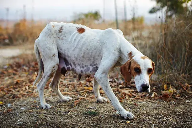 is starvation painful for dogs