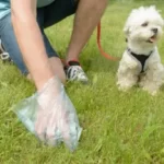 should you wash your hands after picking up dog poop