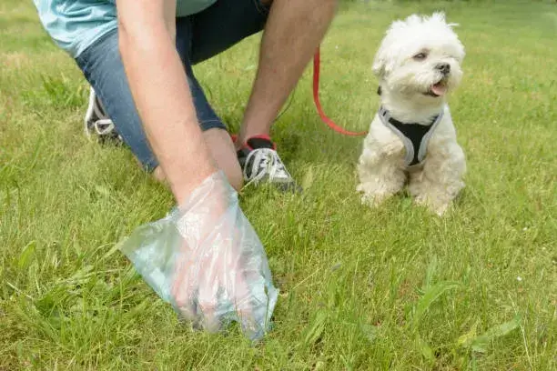 should you wash your hands after picking up dog poop