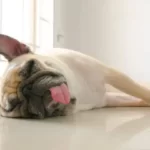 What Does It Mean When A Dog Dies With Its Tongue Out?