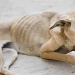 What Happens When A Dog Starves To Death?