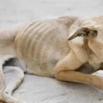 what happens when a dog starves to death