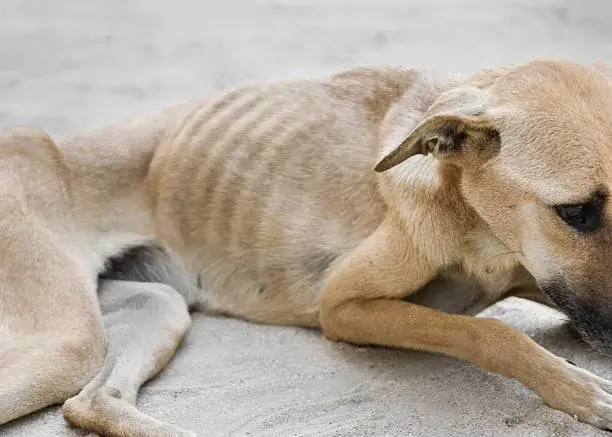 what happens when a dog starves to death