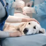 Why Do Dogs Eyes Stay Open When Euthanized?