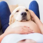 why do dogs protect pregnant owners