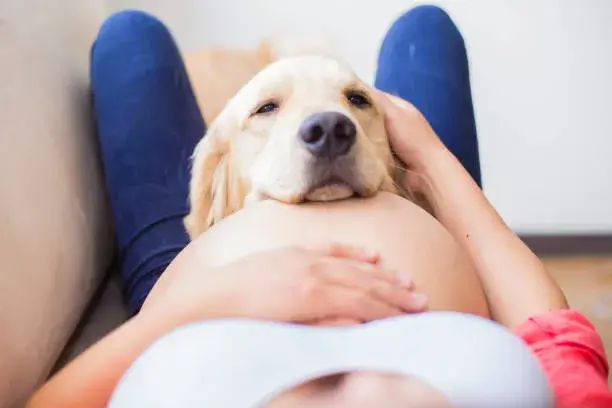 why do dogs protect pregnant owners