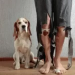 Why Does My Dog Scratch Me When I Stop Petting Her?