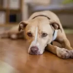 Will My Dog Miss Me When I Give Him Away?