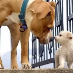 Are Dogs More Like Their Mum Or Dad?