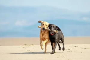 can you have 2 dogs with the same name