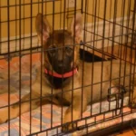 Can You Move A Dog Crate From Room To Room?