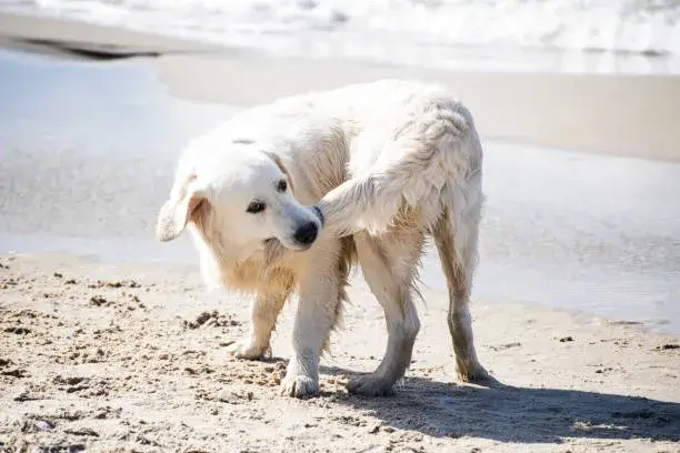 do dogs know they have tails