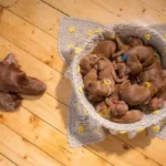 Does Having Puppies Change A Dog?