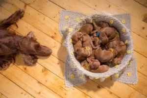 does having puppies change a dog