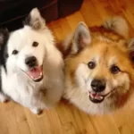 Is It Normal To Regret Getting A Second Dog?