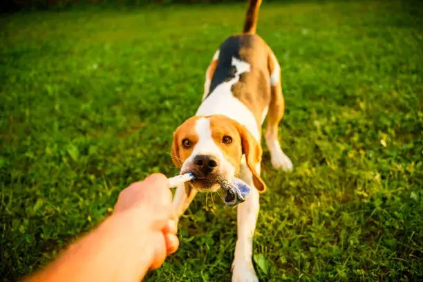 is it ok if my dog growls during tug-of-war