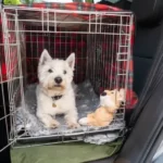 is it ok to leave toys in dog crate