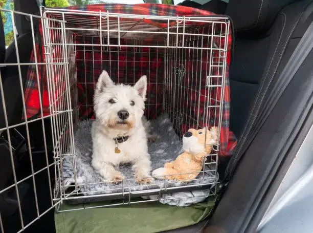 is it ok to leave toys in dog crate