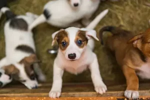 is the biggest puppy in the litter the best