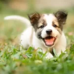 Should I Take The Last Dog In A Litter?