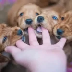 Who Gets First Pick Of The Litter?