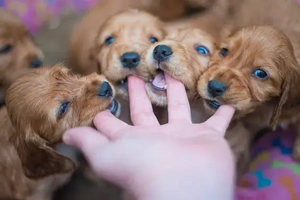 who gets first pick of the litter