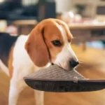 Why Do Dogs Bring You Shoes When You Come Home?