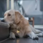 Why Do Dogs Wait At The window?