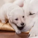 Why Do Mother Dogs Reject The Runt?