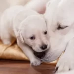 why do mother dogs reject the runt