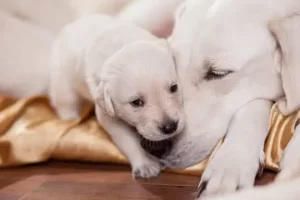 why do mother dogs reject the runt