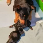 Why Is My Dog Taking Her Puppies Out Of The Whelping Box?
