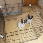 Can Two Dogs Share A Crate?