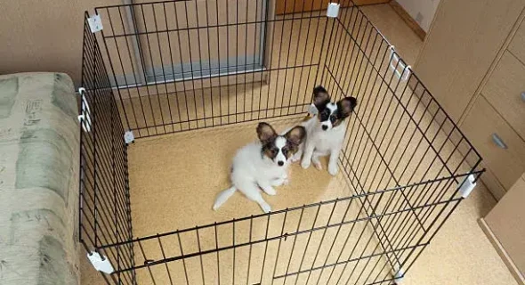 Do dogs prefer crates or beds? What to Expect