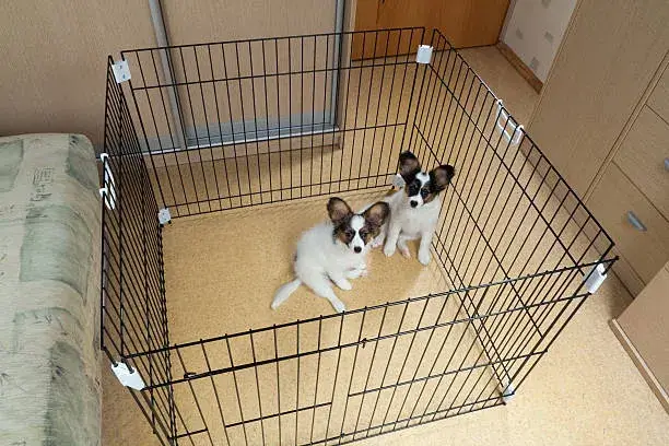can two dogs share a crate