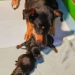 can you cover newborn puppies with a blanket