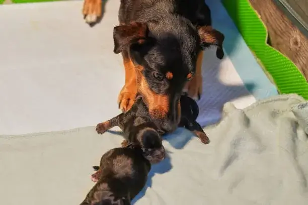 can you cover newborn puppies with a blanket