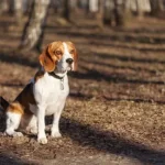 do dogs miss each other when separated