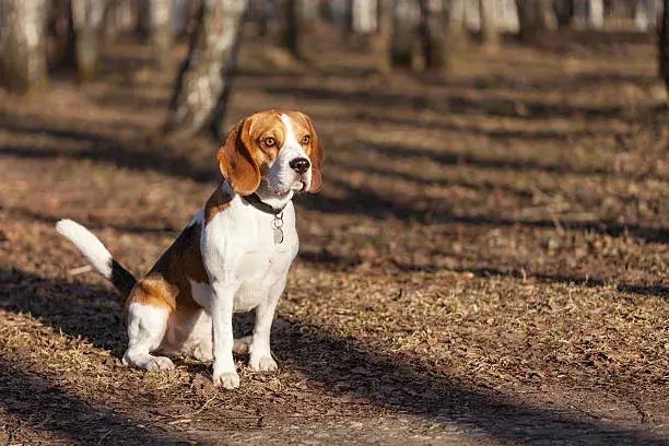 do dogs miss each other when separated