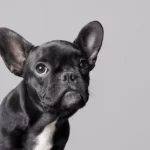 do dogs think in english or barks