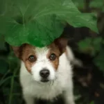 How Can You Tell If A Dog Misses Someone?