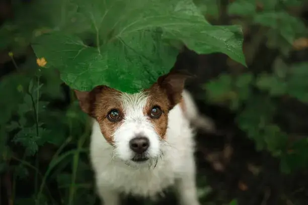 how can you tell if a dog misses someone