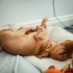 how long do newborn puppies need heating pad