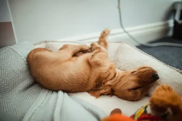 how long do newborn puppies need heating pad