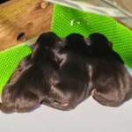 how long should puppies stay in whelping box