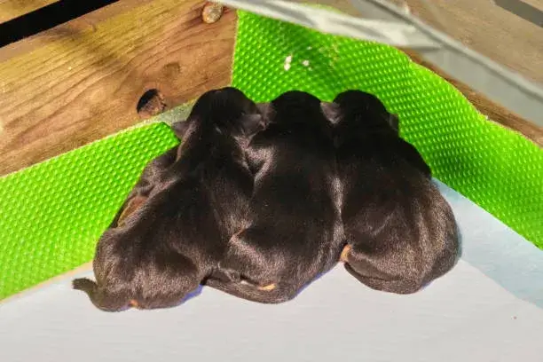 how long should puppies stay in whelping box