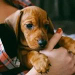 How Soon Is Too Soon To Get Another Dog