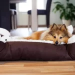 is it ok to move a dog's bed around